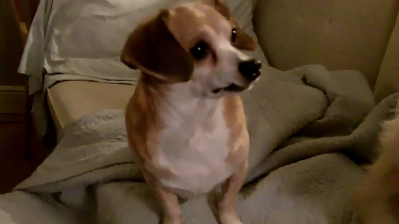 Dogs love cheese YouTube