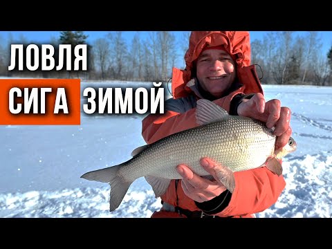 Ловля сига зимой
