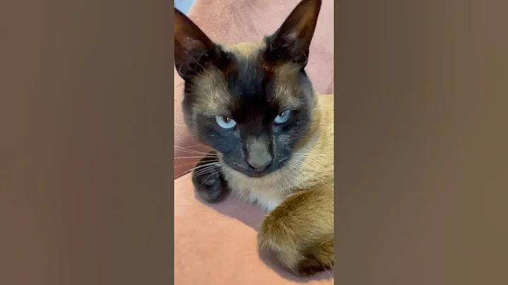 Video 9155751: beautiful siamese cat, siamese cat babies, catlover cute funny