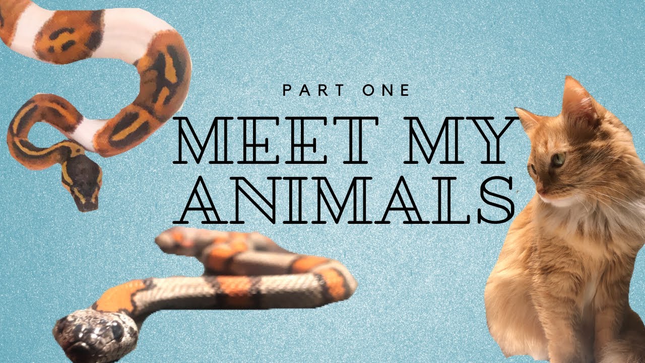 Meet some of my animals! Smiley faced pied ball python?! - YouTube