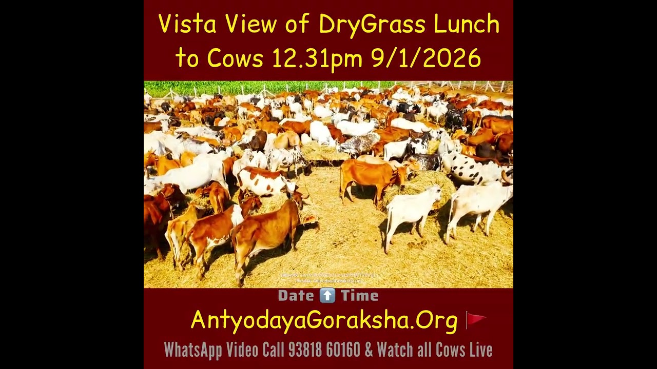 [09 Jan 2026] Happy Gomatas Eat their Lunch