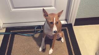 Talkative Basenji dog lets us know what's on her mind