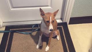 Talkative Basenji dog lets us know what