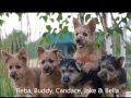 Dunham Lake Australian Terrier's 2015 puppies born 2009 to 2014 の動画、YouTube動画。