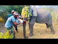 Wild Elephant Suffers Severe Trunk Injury from Cable Wire #elephant