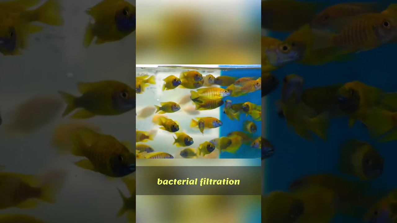 Fish Tank Setup: Essential Water Management Tips