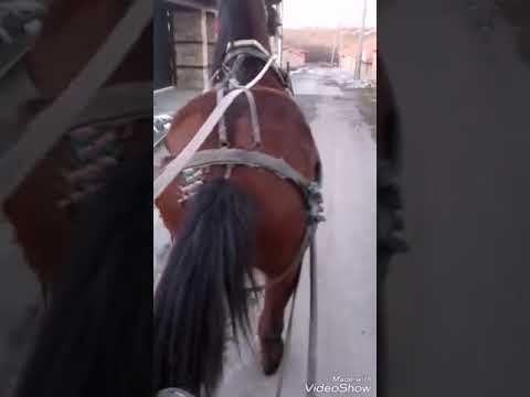 Видео: За конете или нееволюцията на кон - Алтернативен изглед