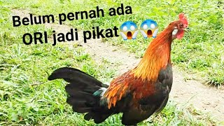 ayam hutan Sumatera Koko gagap mantap