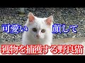 可愛い顔した野良猫たちは獲物を捕らえてお腹の足しにします