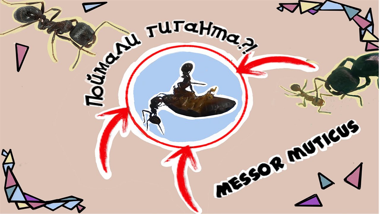 Да кто эти ваши messor MUTICUS?