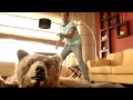 Moro  TVC Bear   اعلان مورو