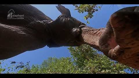 WELCOME TO THE ELEPHANT CONSERVATION CENTER