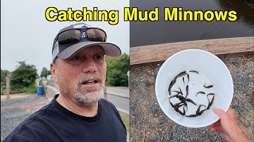 Catching Mud Minnows with a Minnow Trap