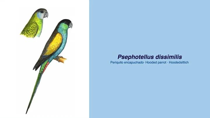 Video Encyclopedia of Parrot Species - #123 Psepht...