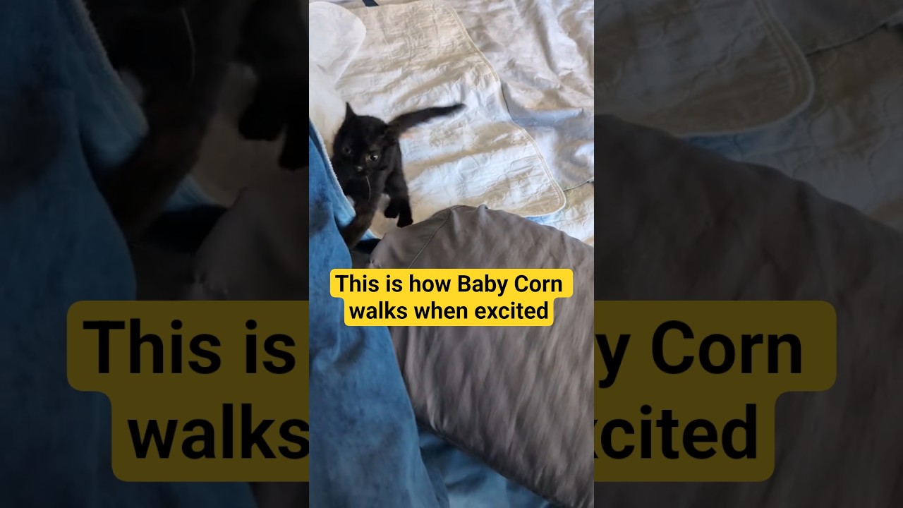 Baby Corn is fine, he's just learning how to adapt to excitement. 