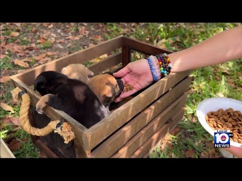 Dogs dumped in record numbers across South Florida, advocates warn