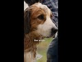 This dog found a new, lovely owner | A Dogs Purpose