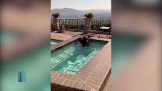 A Bear-y refreshing swim
