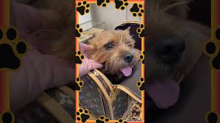 My Dog Buys $5,000 Louis Vuitton x Tyler the Creator Dog Bag #shorts #puppy #dog