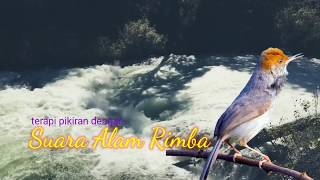 Suara burung prenjak |terapi suasana alam rimba|