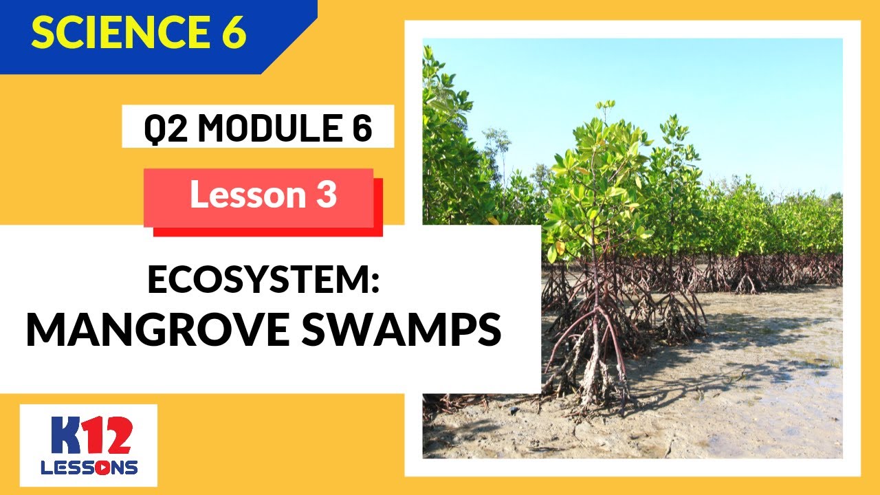 Science 6 Quarter 2 Module 6 Lesson 3 - Ecosystem: Mangrove Swamps