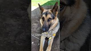 you're really missing out #shorts #dog #cute #germanshepherd