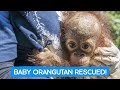 Orangutan baby rescue