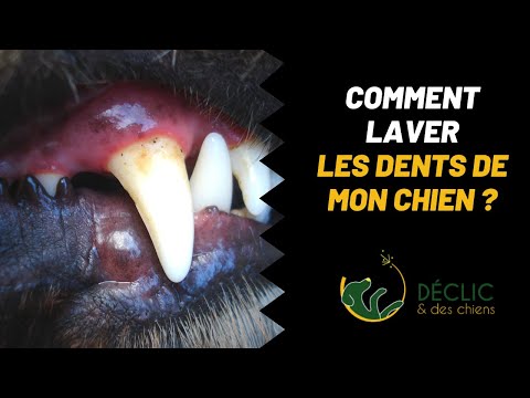 Vidéo: Pouvez-vous donner à votre chien des os de côtes de vache pour nettoyer leurs dents?