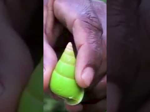 Зеленая (Изумрудная) Улитка из Новой Гвинеи 😉 #животные #интересное #природа