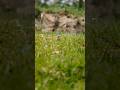 wildlife photography with adcome 8x telephoto lens #shortvideo #viralvideo #trending #viralvideo