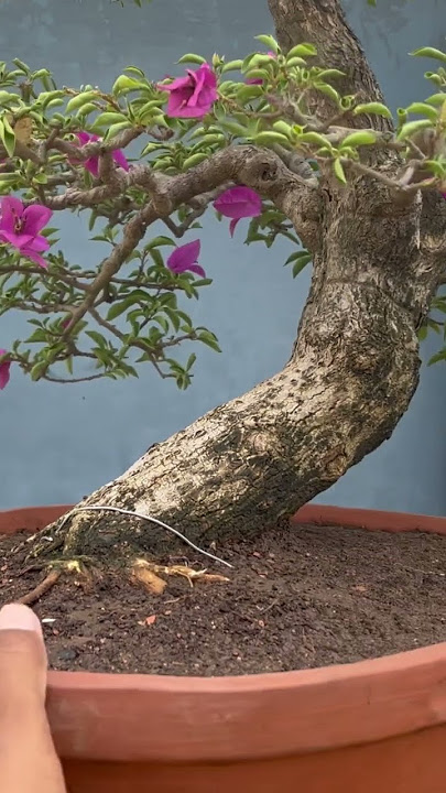 Bougainvillea Bonsai Repotting for Beginners | Part - 5 | Sani Bonsai Zone #bonsaibougainvillea