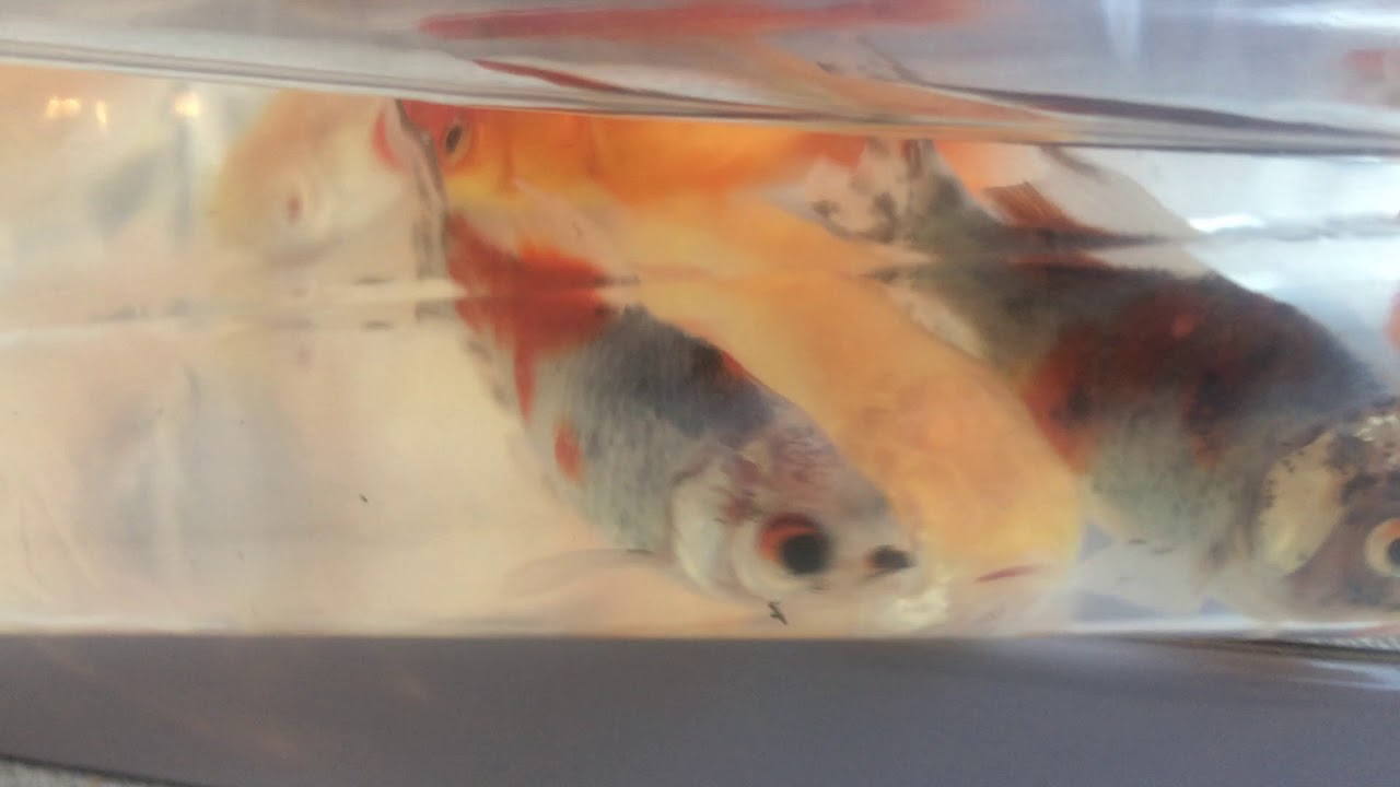 Des nouveaux poissons rouges pour notre bassin YouTube