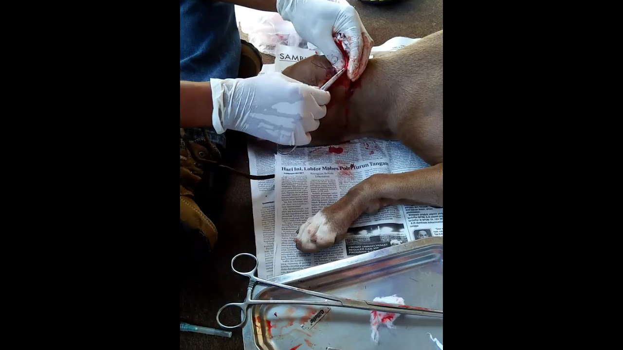 Kupir Pitbull Youtube