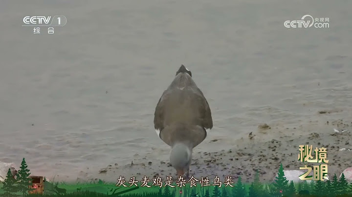 《秘境之眼》 灰头麦鸡 20250704 |  CCTV