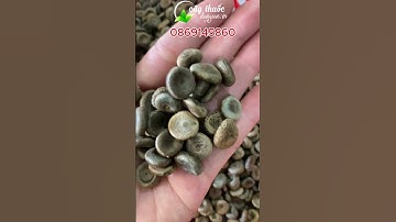 Rượu hạt mã tiền ngâm sẵn xoa bóp xương khớp. Cung cấp hạt mã tiền Nhung, Mã tiền Đen, Mã tiến Trắng