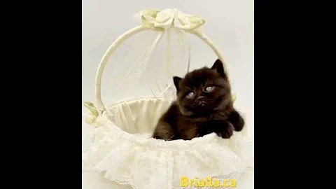 Video 10897621: british cat pet, funny cat british