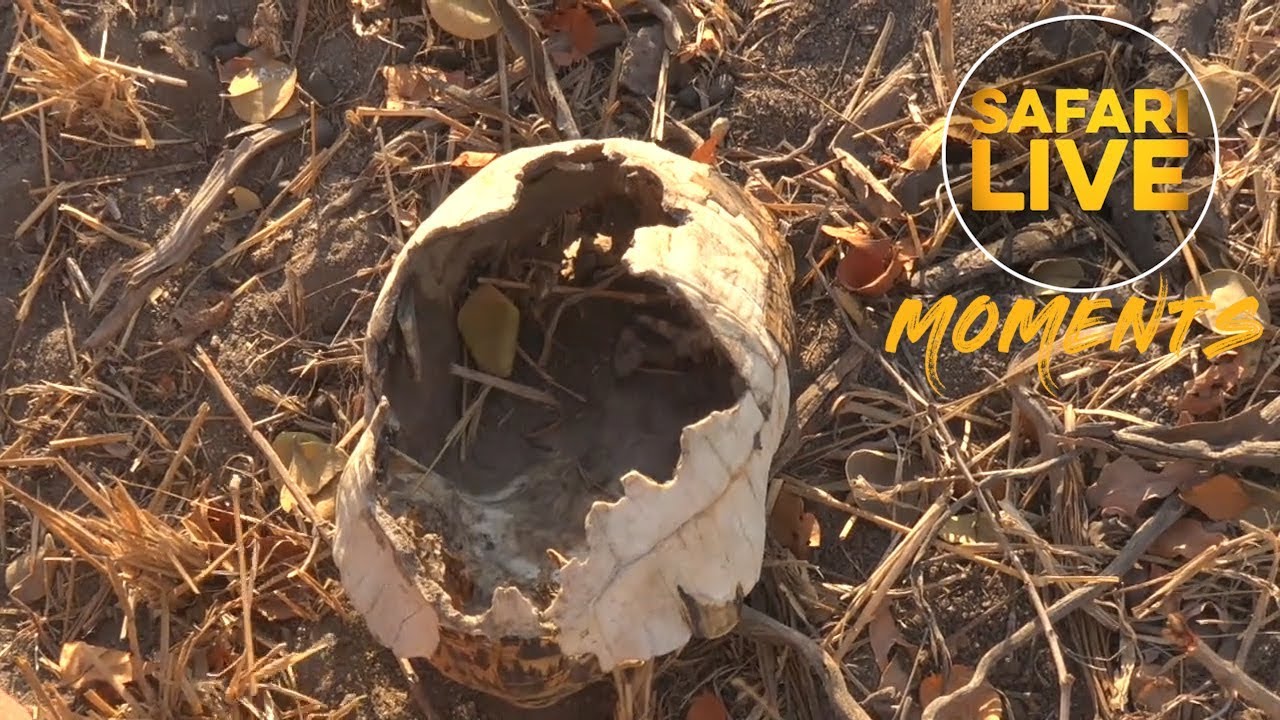 How To Tell If An Animal Is Dead - YouTube