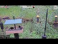 2026-06-20 - Flocking Around - Casper, WY - Live Stream Bird Feeder Cam
