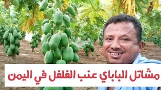 الباباي عنب الفلفل الفاكهة الاستوائية تكتسح المزارع في اليمن لقاء عبدالله القاضي