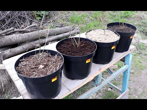 Видео: Черника для зоны 4: выращивание черники в садах зоны 4