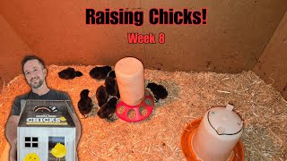 Raising Chicks Week 8: The BEST way to raise chicks!