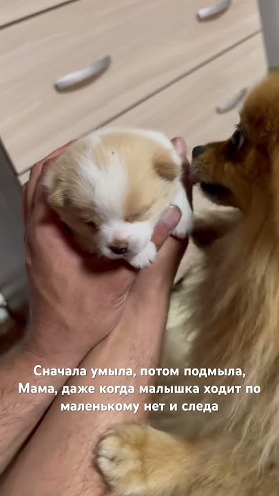 Джесси и Зефирка#собаки#шпиц#собакиикошки #домашниеживотные #питомцы # ...