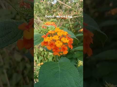 good morning Friend video