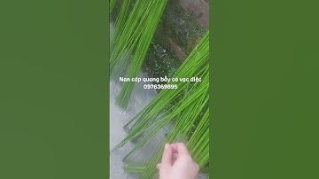 Nan cáp quang bẫy cò vạc diệc hiệu quả bất ngờ.#nancapquang, #cò, #vạc