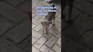 Kucing-kucing di Kota Tua Jakarta #cat #catlover #cats #kucing #kucinglucu #kotatua #jakarta