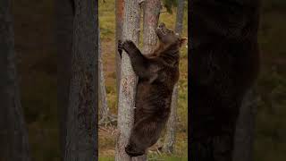 Ayılar Ağaça Çok Hızlı Çıkıyor