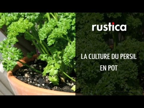 Vidéo: Jardinage d'herbes d'intérieur : informations sur la culture et l'entretien des herbes de persil