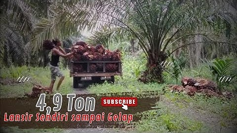 Memang banyak‼️langsir sawit pagi pulang petang! 4,9 ton langsir sendirian,sawit hari ini,panensawit