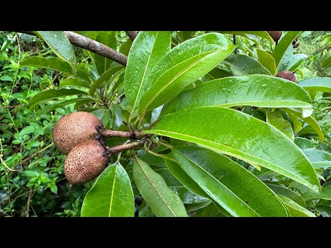 Florida Natural Farming