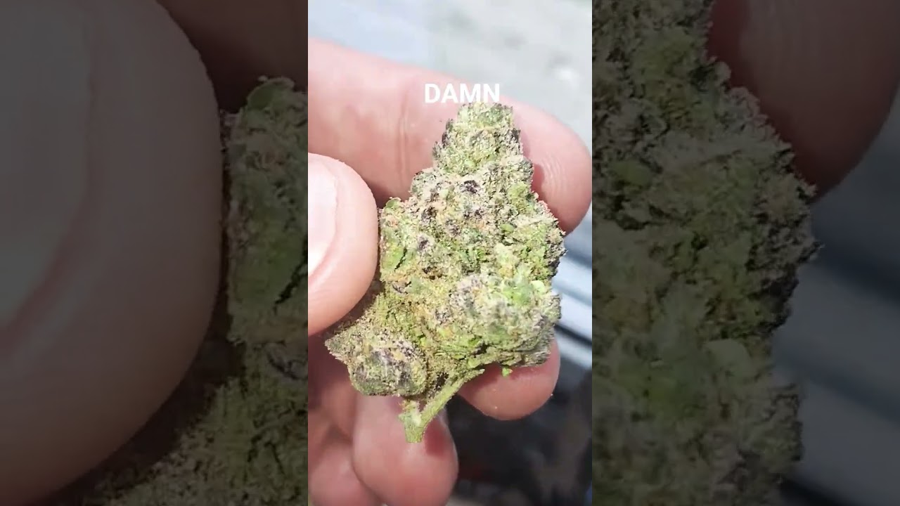 The best Strain from Demecan. Terpz are unreal.